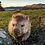 wonky-wombat